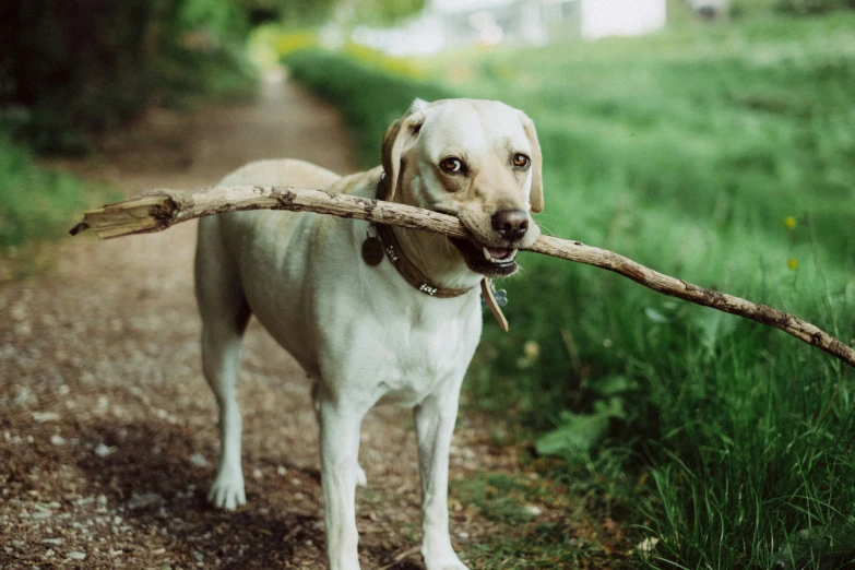 a dog is carrying a stick on his mouth