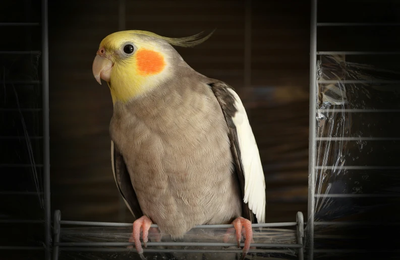 a grey and white bird in a cage