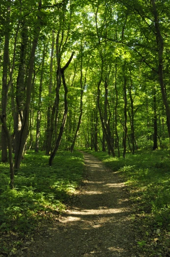 a trail is bordered by green leafy trees