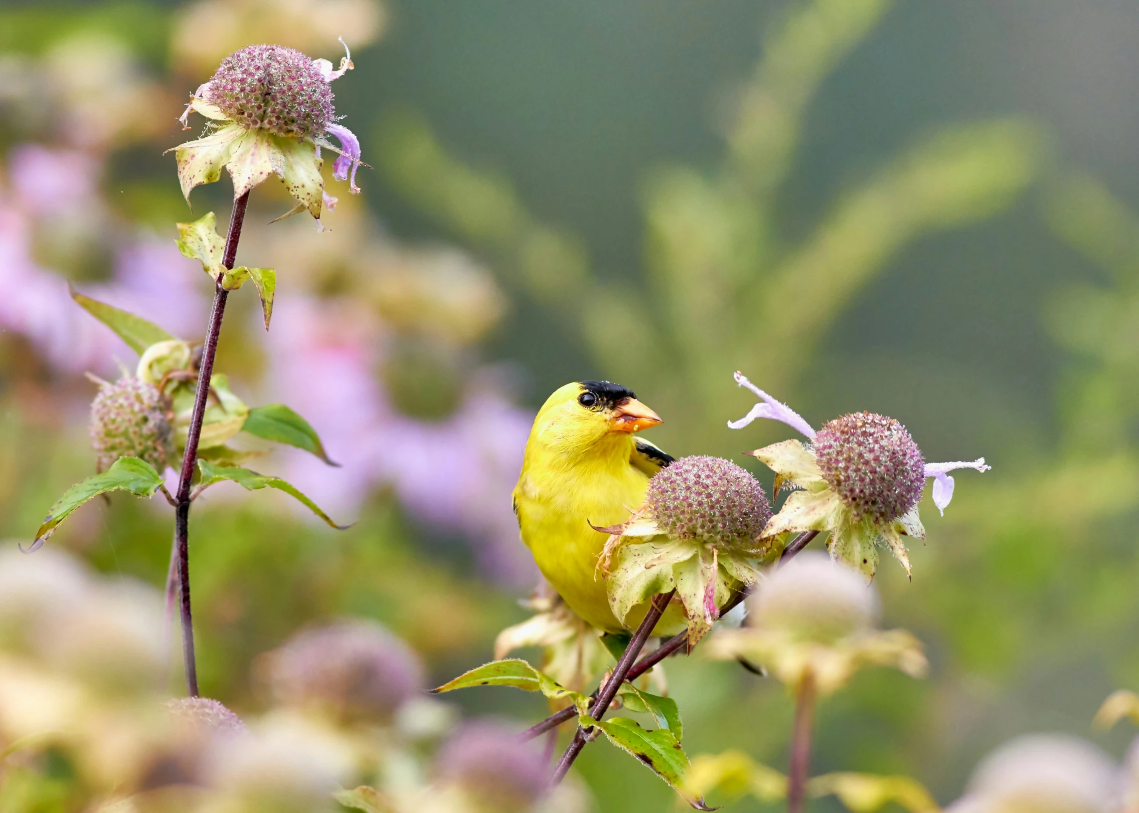 a yellow bird sits on top of a plant