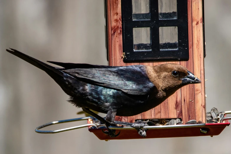 a small bird sitting on top of a feeder