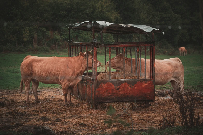 a couple of cows that are eating food from a trough