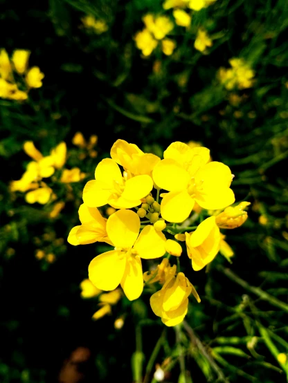 a large group of yellow flowers with many flowers in them