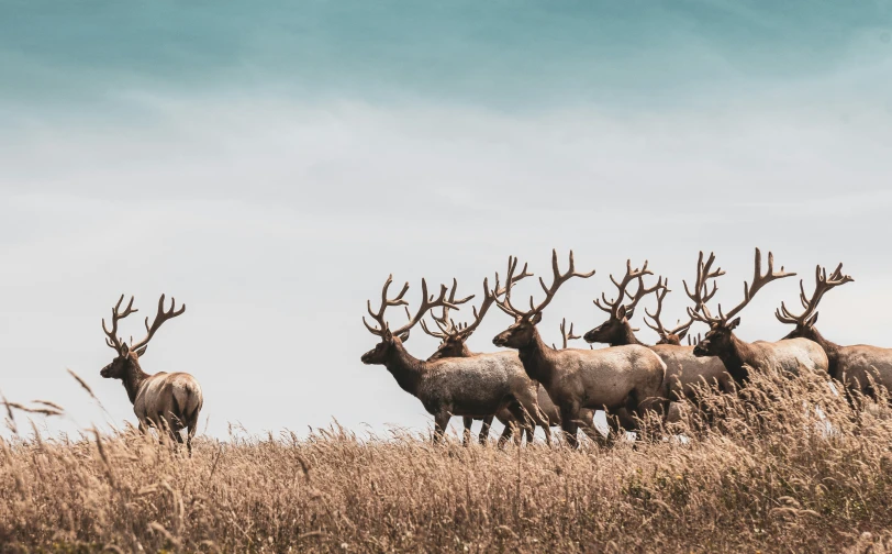 a group of animals that are standing in some grass