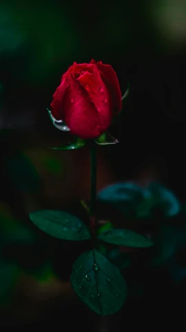 a single red rose bud with some water drops on it