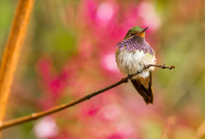 a small bird perched on a nch, with pink flowers behind