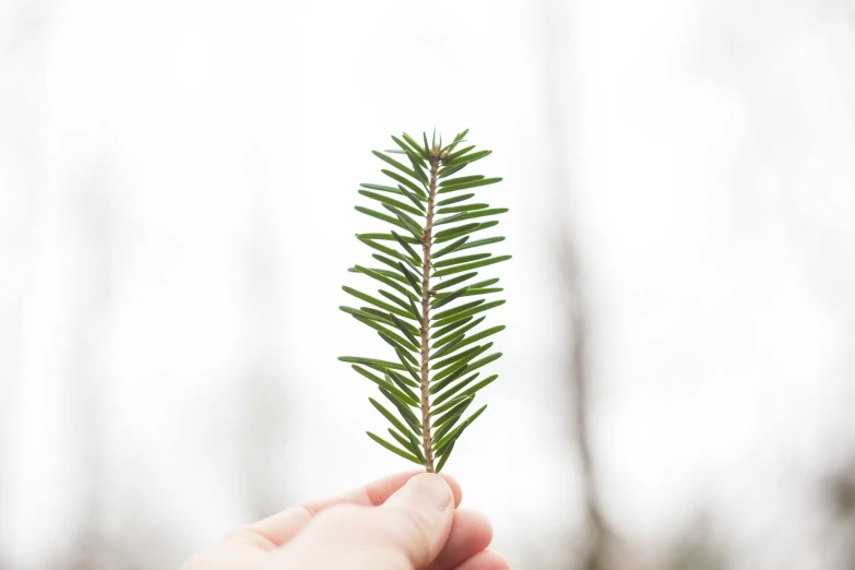 a person holding a plant in their hand