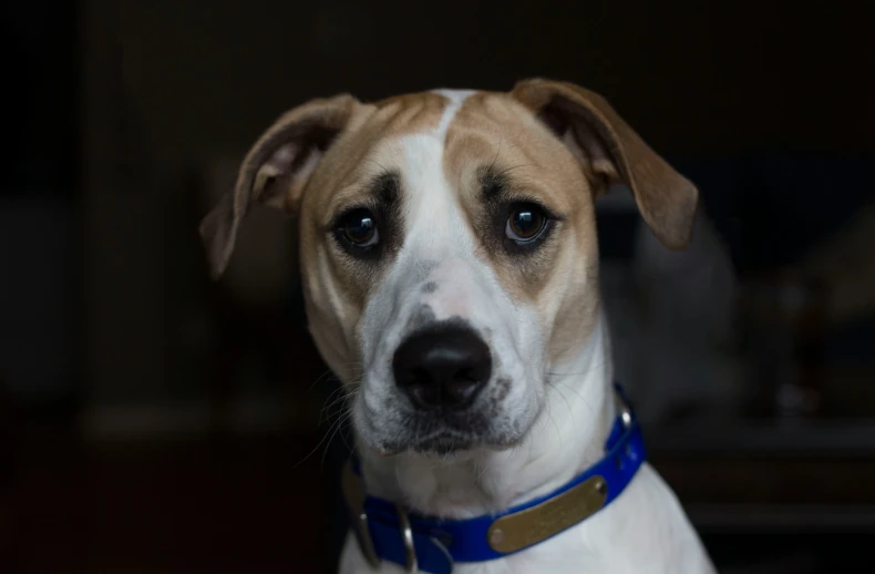 a dog wearing a blue collar sits in front of the camera