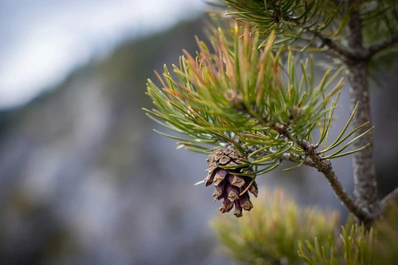 pine cone on tree nch with water drops