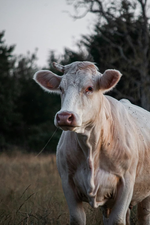 a white cow is standing outside in the field