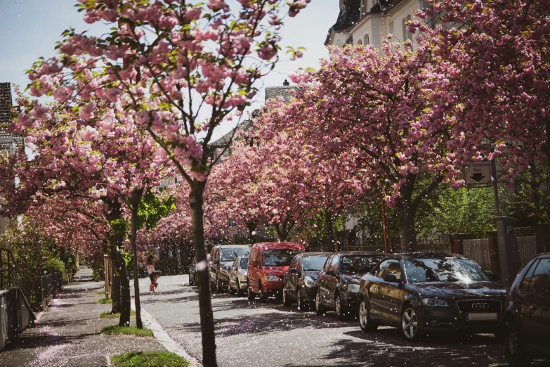 several cars parked near a large group of pink flowers