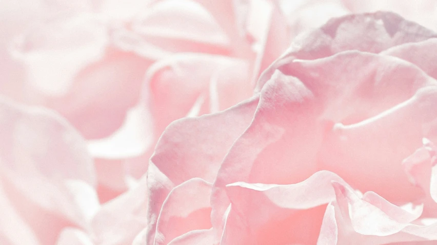 a close up of pink petals with no stems