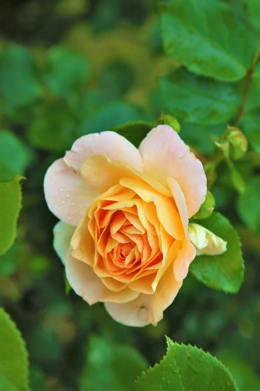 a single flower bud with water drops on it