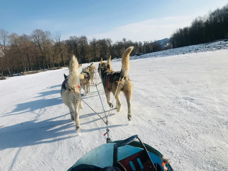 two dogs walk on snow with their harnesses on