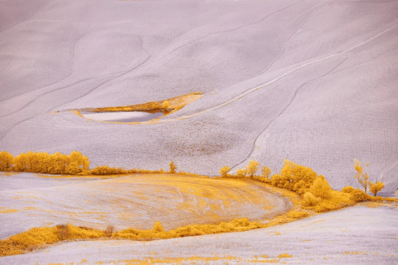 a yellow landscape with a few trees in the distance