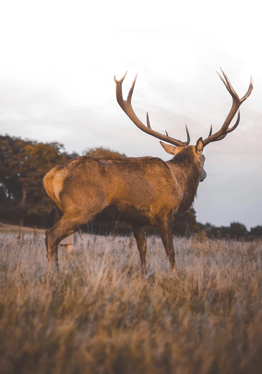 an elk is standing in a grassy field