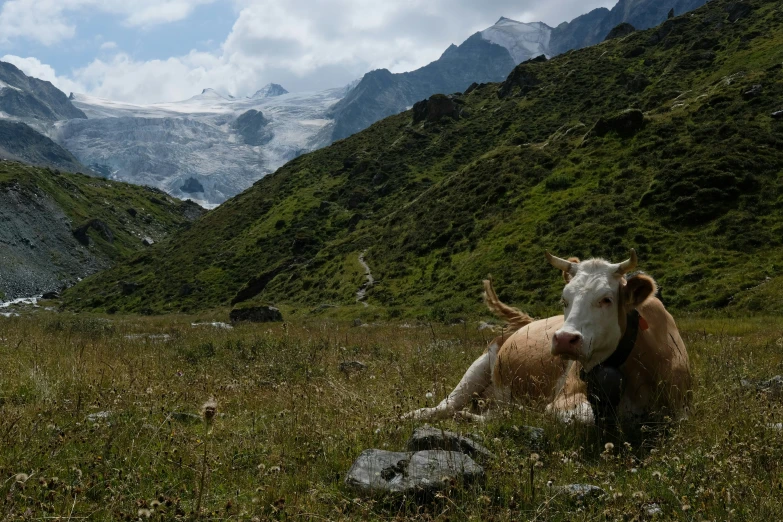 a large cow standing on a lush green field