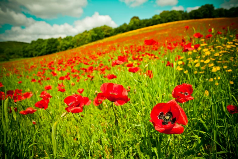 a field with red flowers near trees