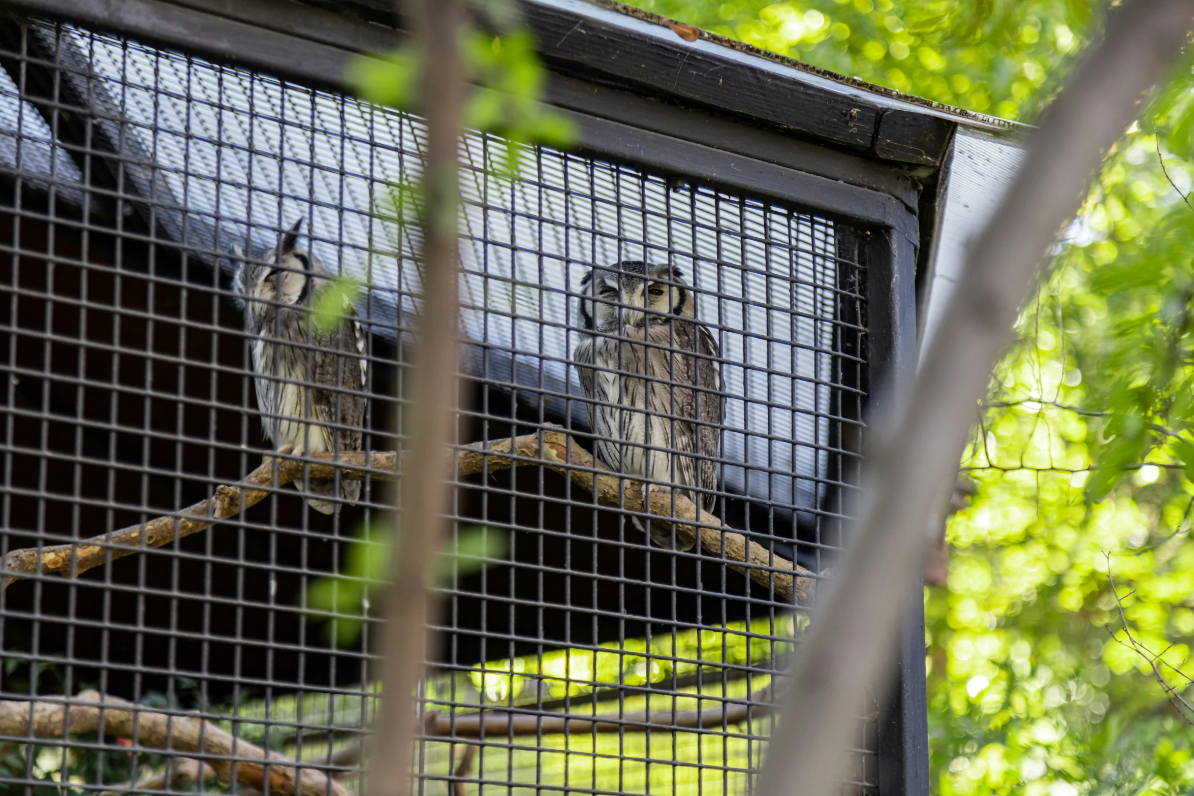 two birds sitting on top of a nch in a cage