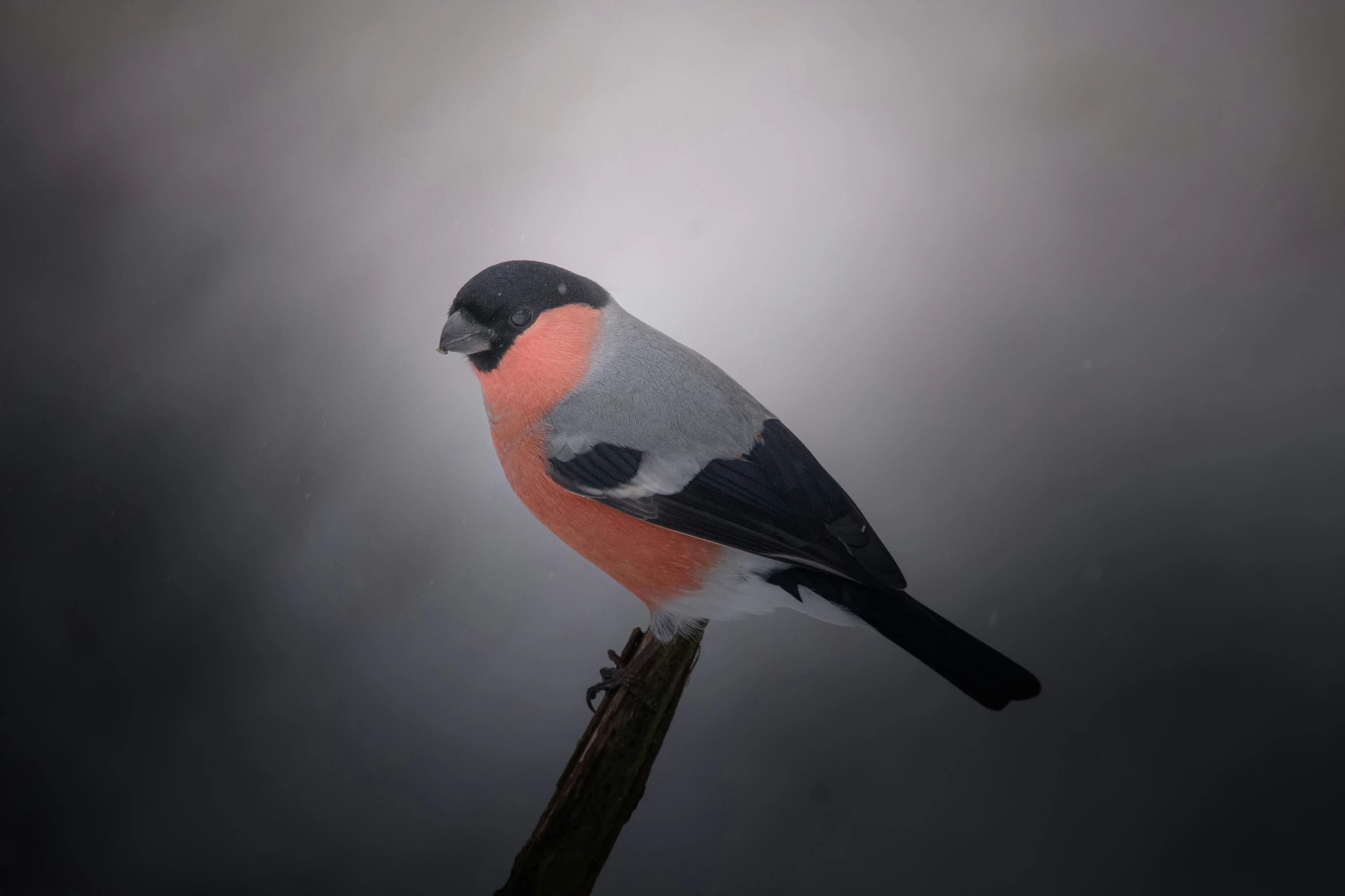 a small bird sitting on top of a wooden tree nch