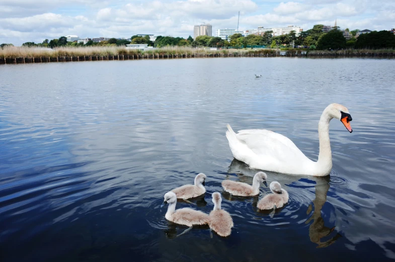 a family of swans floating on top of a lake