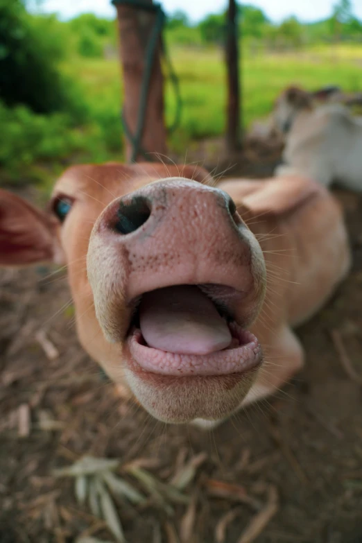 a brown and white cow sticking its tongue out