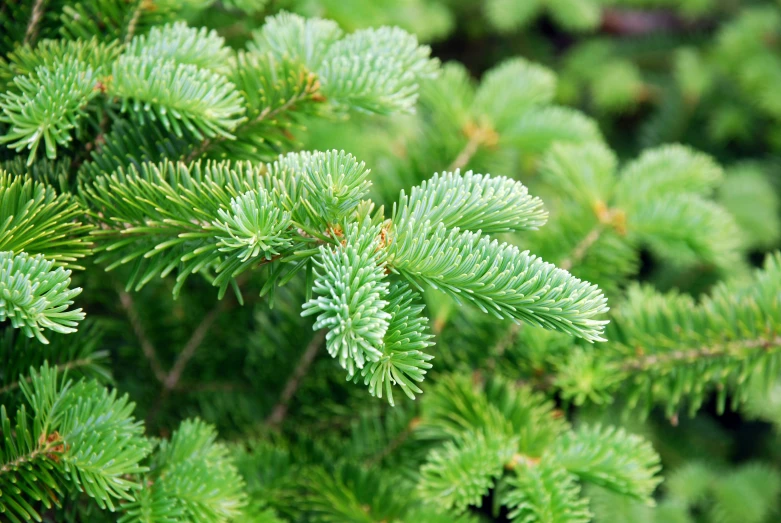 green leaves of evergreen plant with large spiky nches