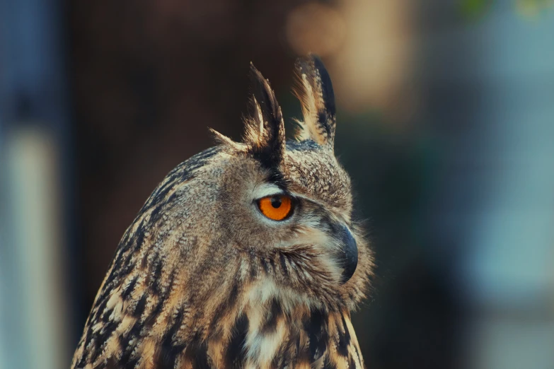 a large owl with an orange eye stares toward the left