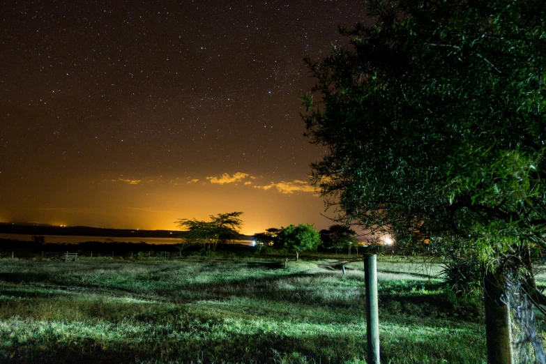 a tree in the foreground of a night sky
