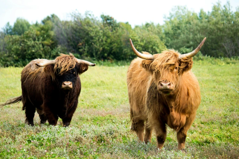 two bulls, one with long horns and one with large horns