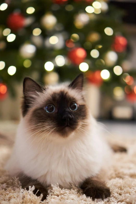 a kitten laying on the floor in front of a christmas tree