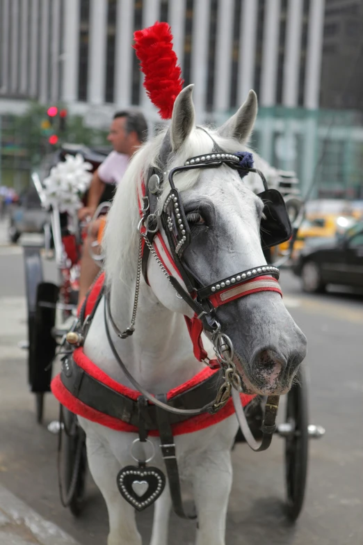 horse that is wearing a carriage in a street