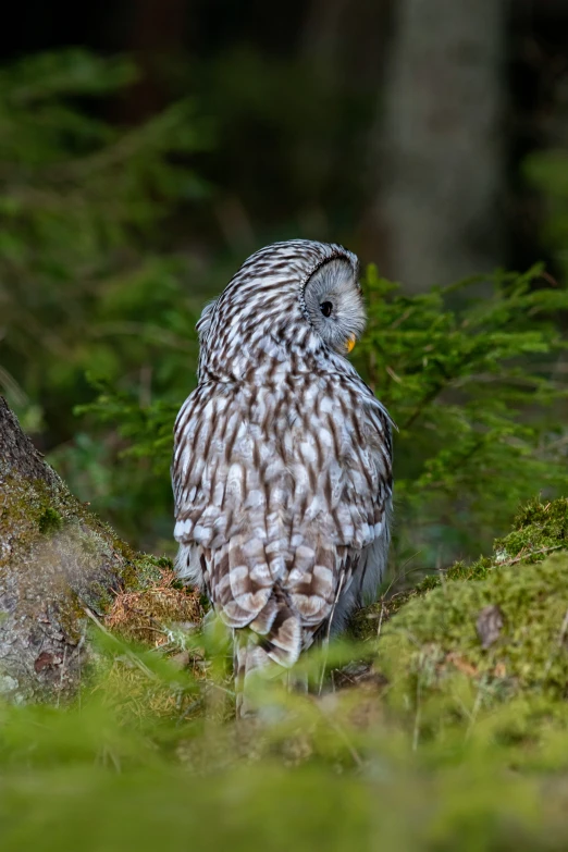 an owl sits in the mossy woods and looks on