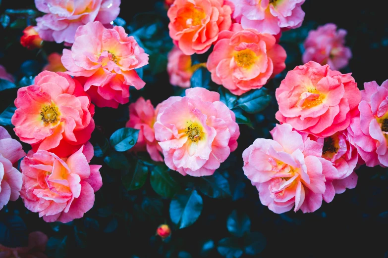 several pink roses with green leaves growing in the back