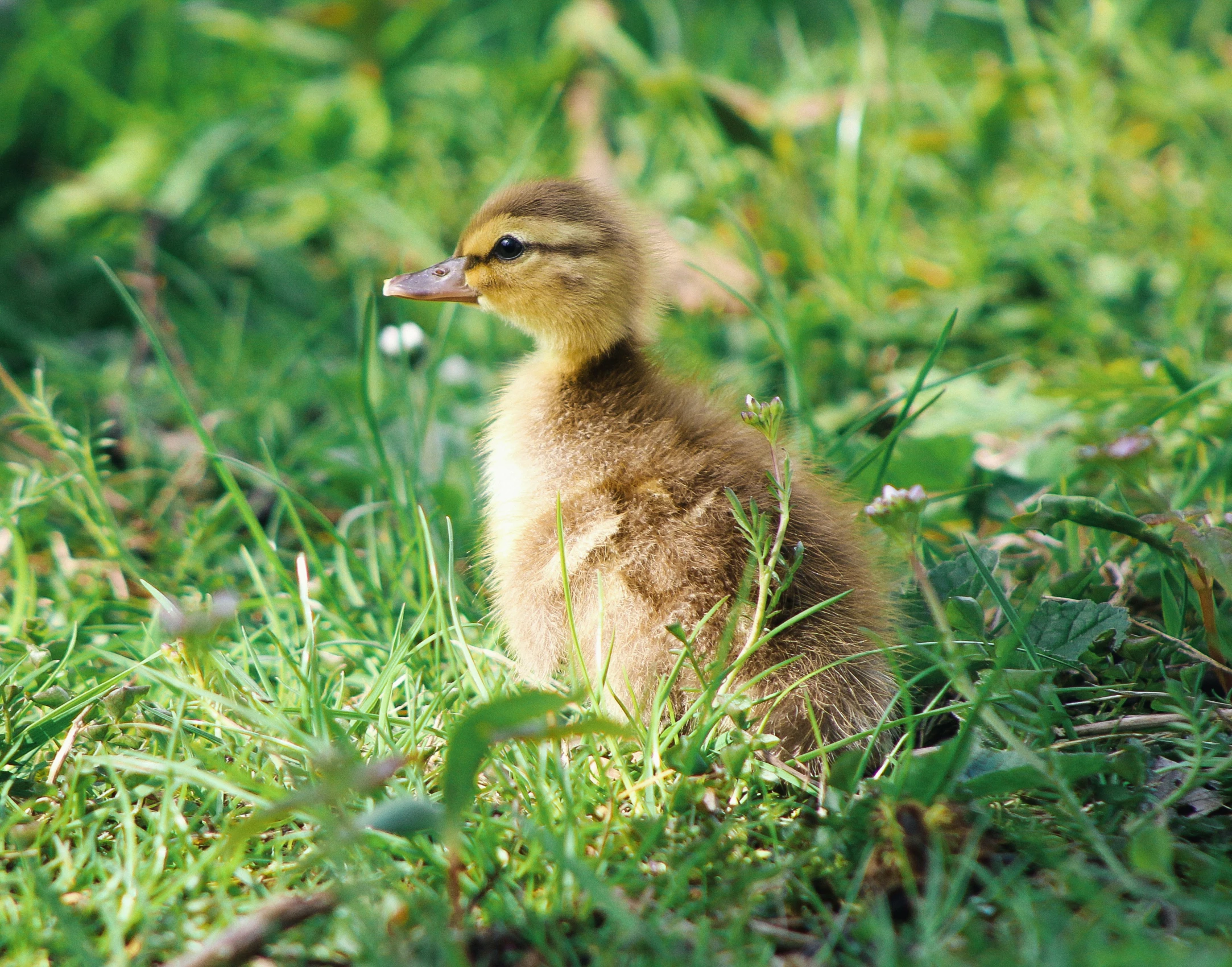 a duckling sitting in the grass near its mother