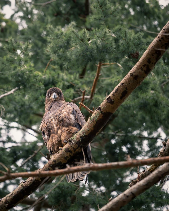 a brown bird perched on top of a tree nch