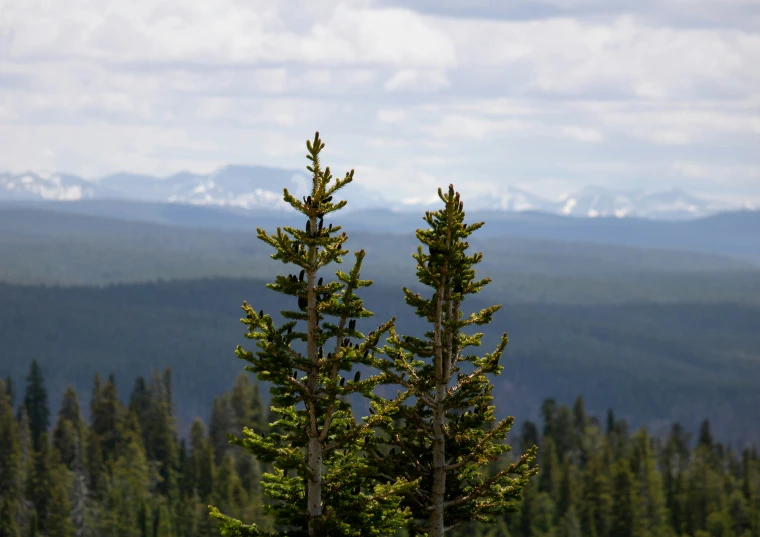 two trees in a forest in front of a mountain