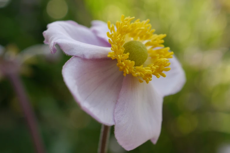 a small pink flower with a yellow center