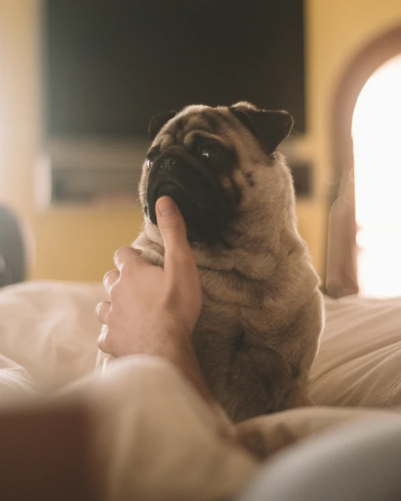 a small dog is sleeping in the bed and his owners is showing him soing