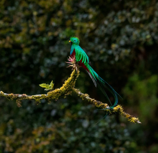 a large bird perched on top of a tree nch