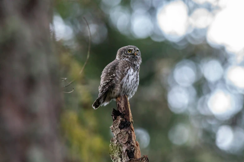 a small owl perches on top of a tree