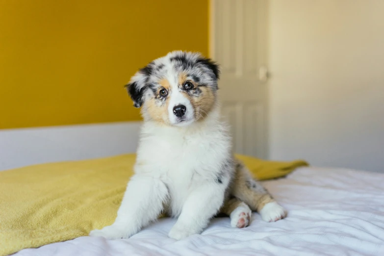a puppy is sitting on a white bed