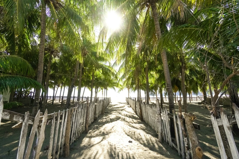 the pathway leading to a beach lined with trees