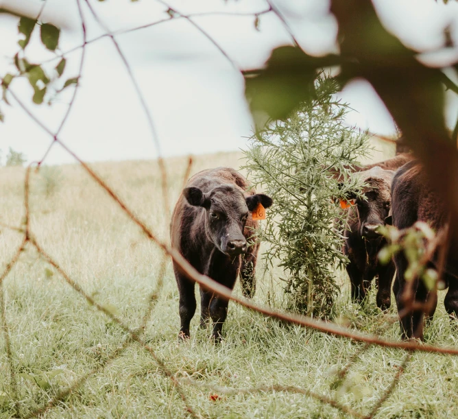 the cows are looking at the camera in the field