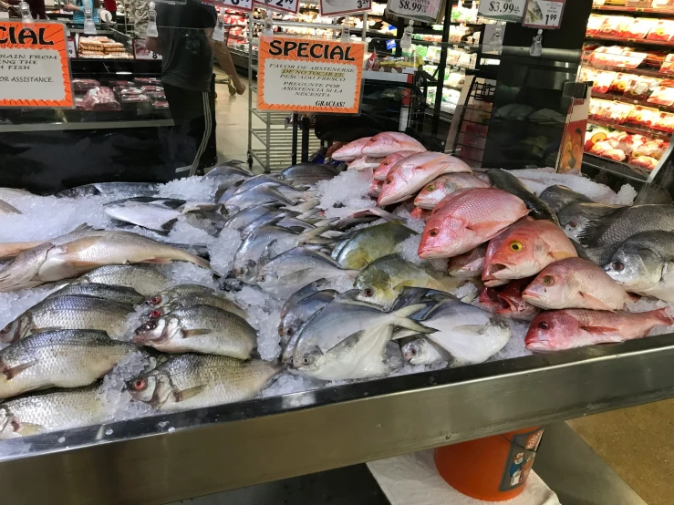 the fish is waiting to be bought at the market