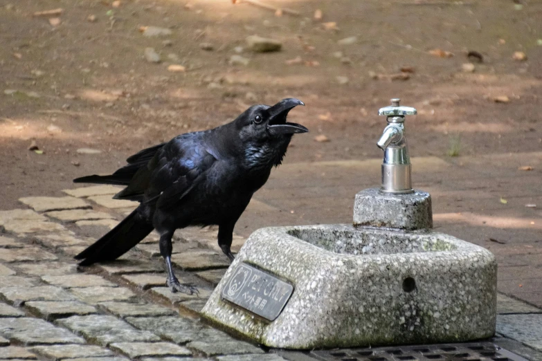 a black bird on top of a cement fountain with a faucet