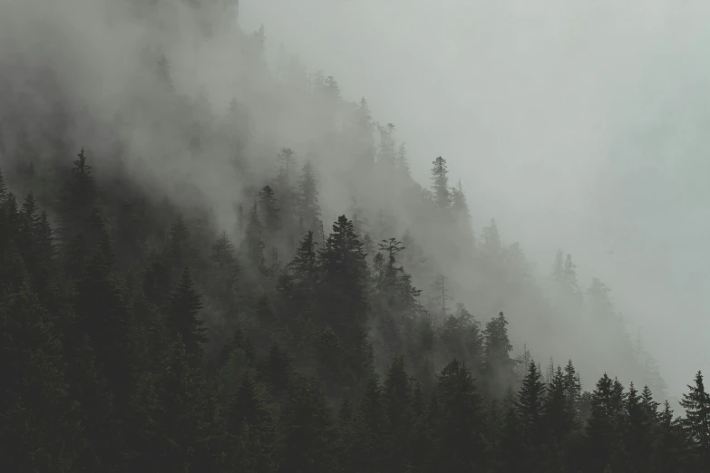 fog rolling over a small hill with tall trees