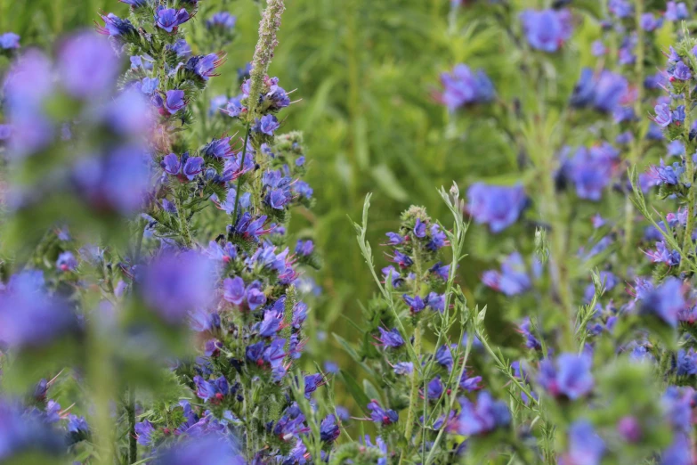 a small brown bird sitting on a plant in the middle of purple flowers