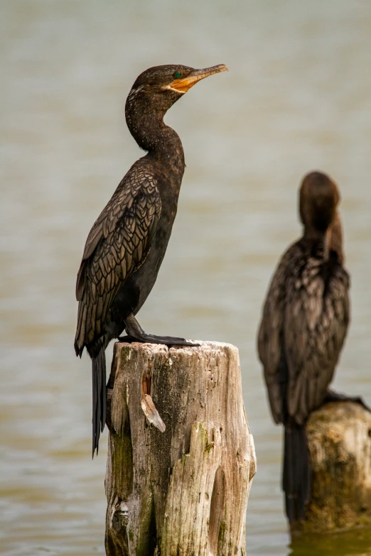 two ducks sitting on a log in the water