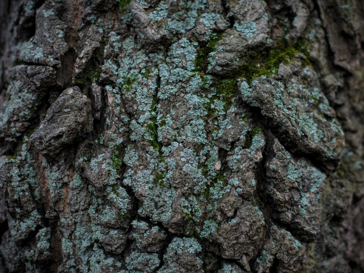green moss growing on a tree bark